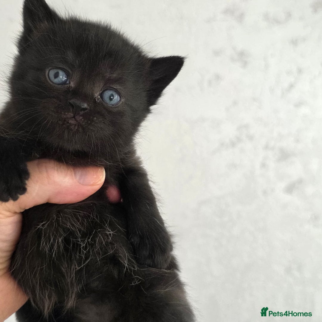 British Shorthair cats for sale: NICE BLACK KITTENS LOOKING FOR NEW HOME  - Image 17