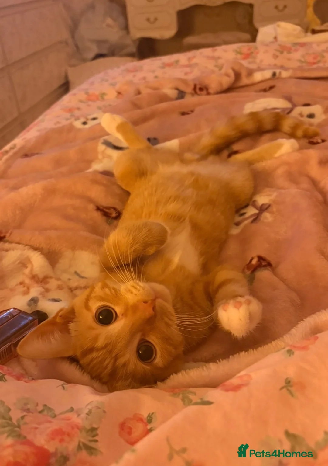 American Shorthair cats for sale: Short hair ginger cat - Advert 2