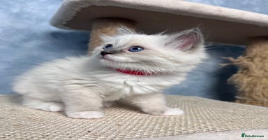 Ragdoll cats - Advert 4