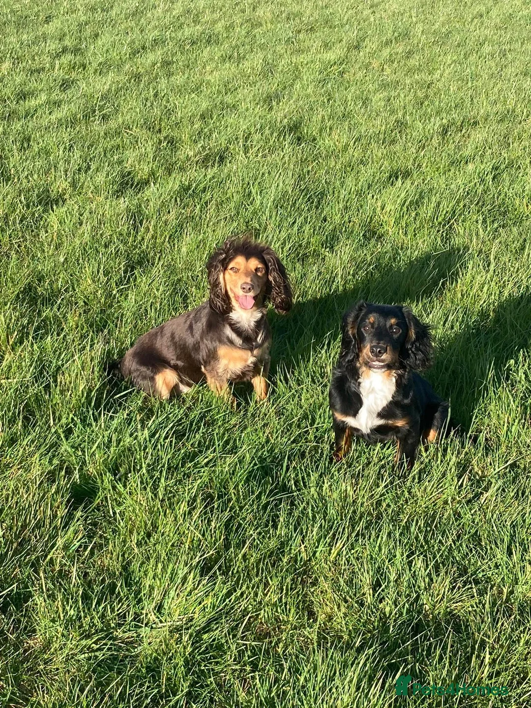 Cocker Spaniel dogs for sale: 6month old cocker spaniel pup in Stockton-on-Tees - Advert 2