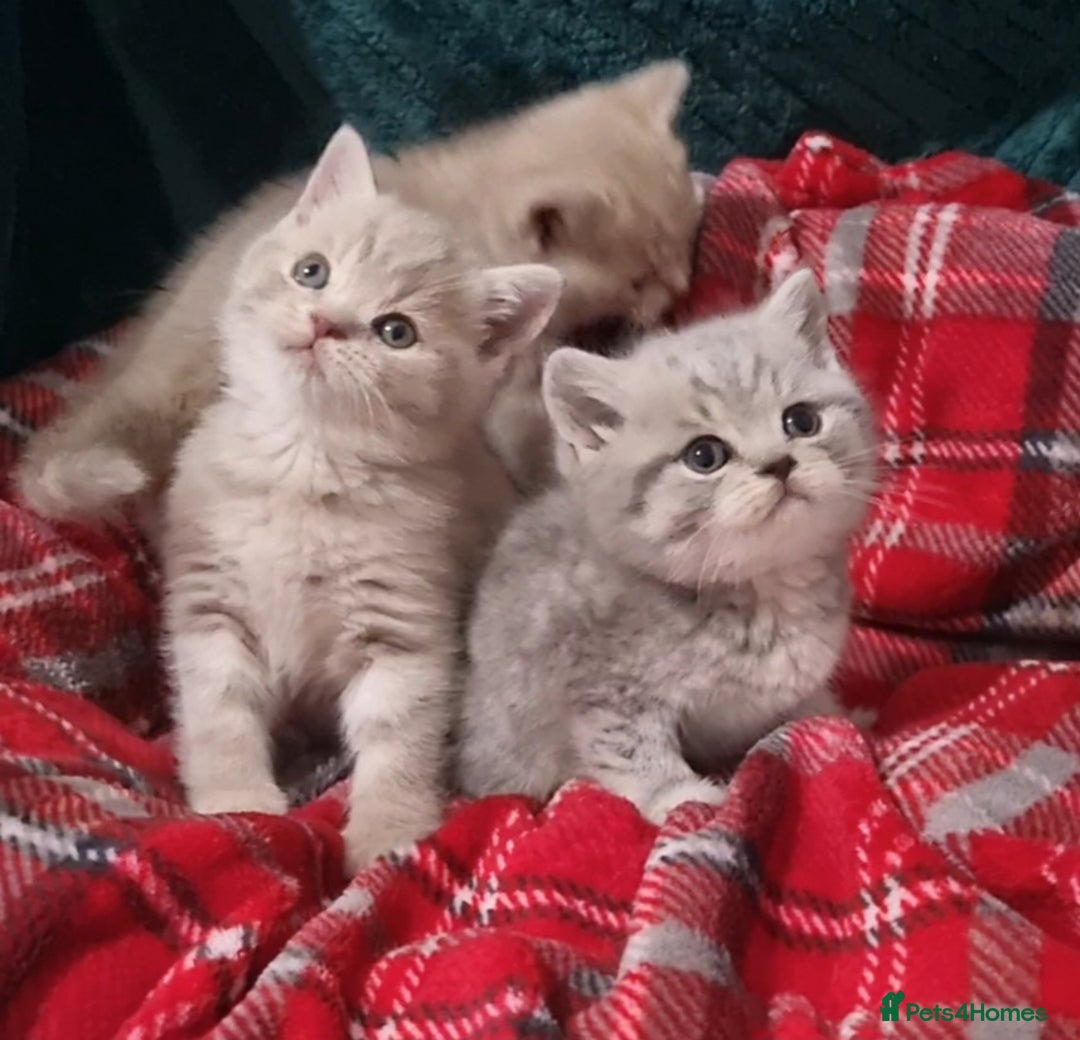 British Shorthair cats for sale: Blue & stripy, boys & girls ava British shorthairs in Eastbourne - Image 5