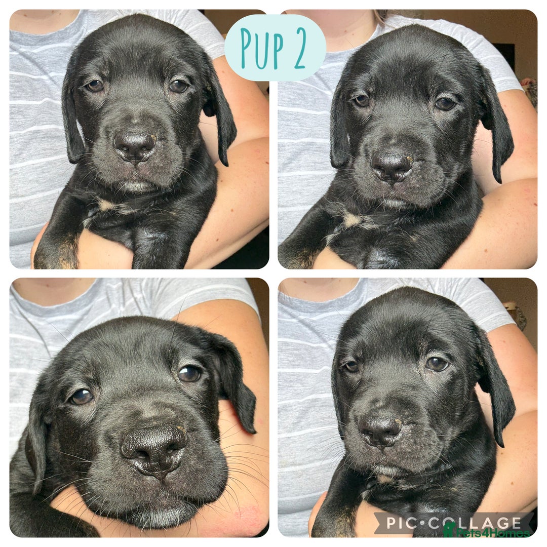 Cane Corso dogs for sale: 2 blue & 2 black cane corso girls! Can leave now🐾 - Image 3