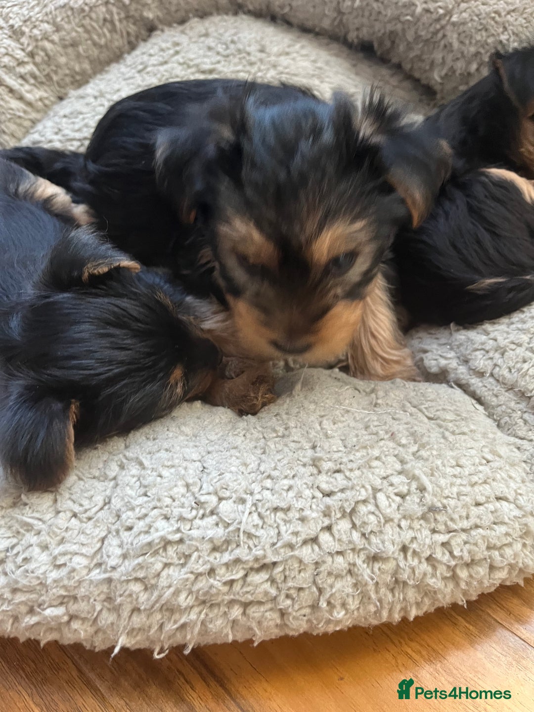Yorkshire Terrier dogs for sale: Information  - Advert 3