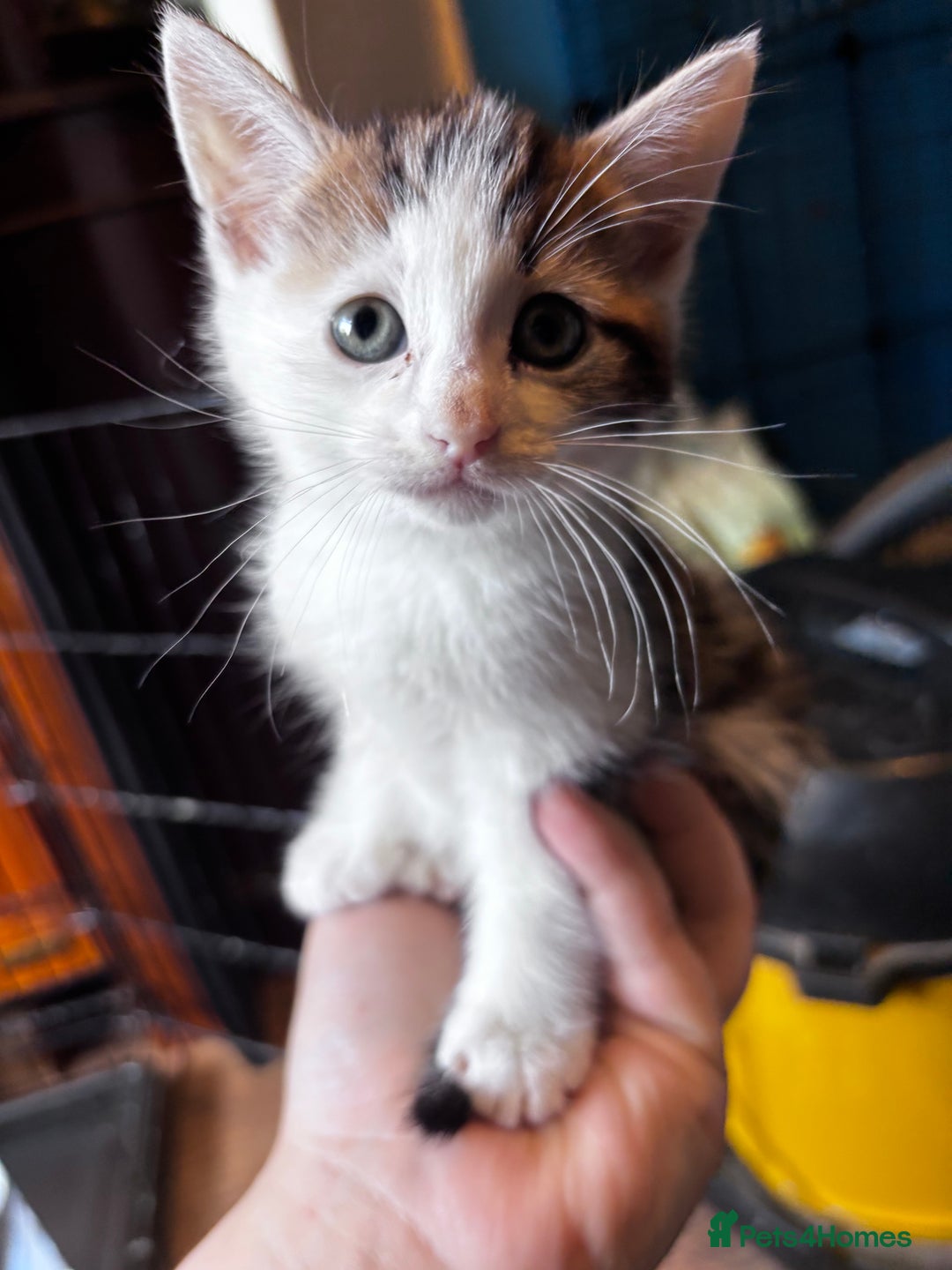 Domestic Shorthair cats for sale: 3 girls kittens and 1 boy kitten  - Image 5