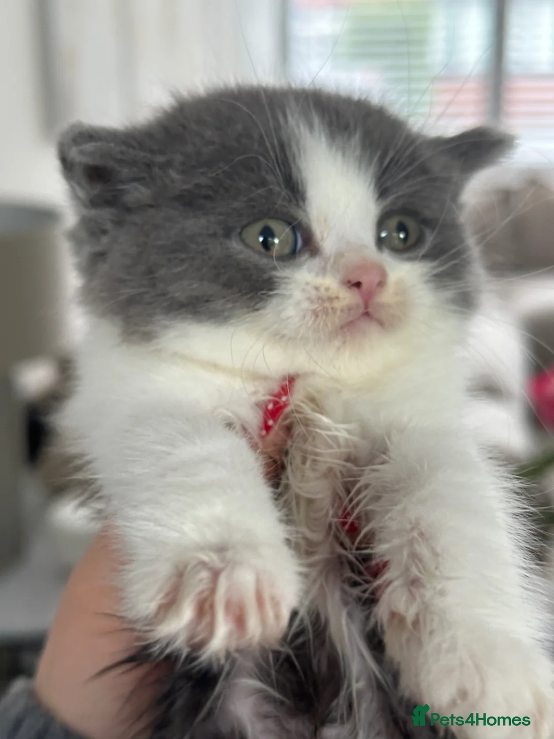 British Shorthair cats for sale: Beautiful Bicolour British Shorthair - Advert 1
