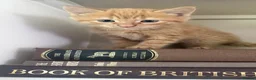 Mixed Breed cats for sale: 4 beautiful kittens in Stafford - Advert 11