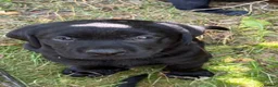 Labrador Retriever dogs for sale: Stunning black lab puppy’s  - Advert 4
