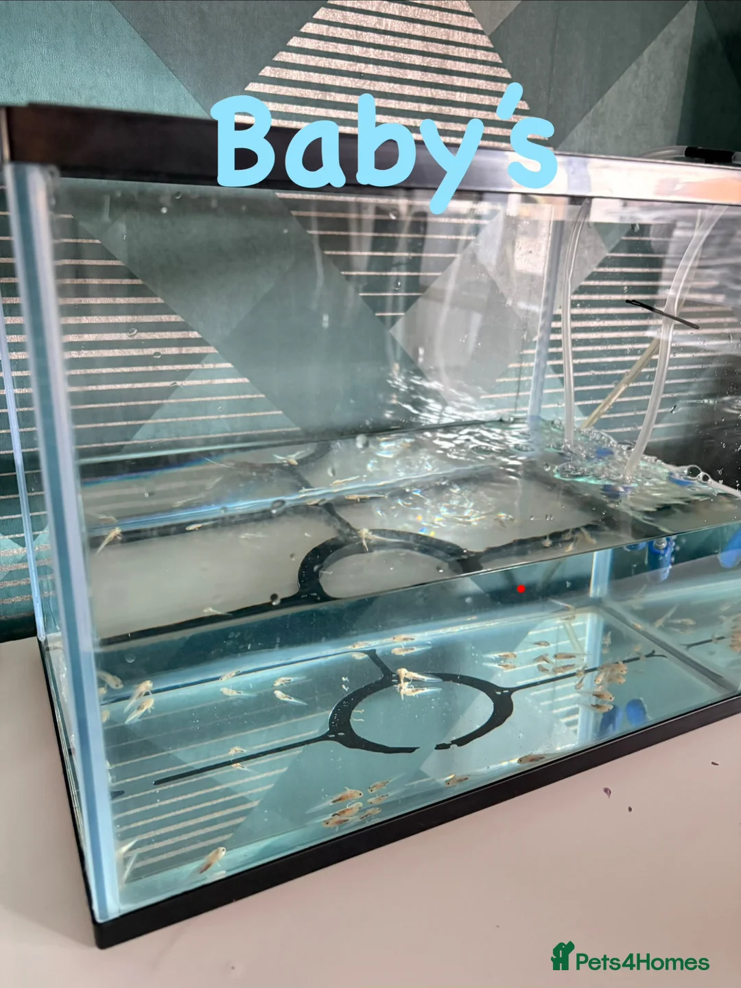 Axolotl reptiles for sale: 7 week old baby albino axolotl for sale - Advert 2