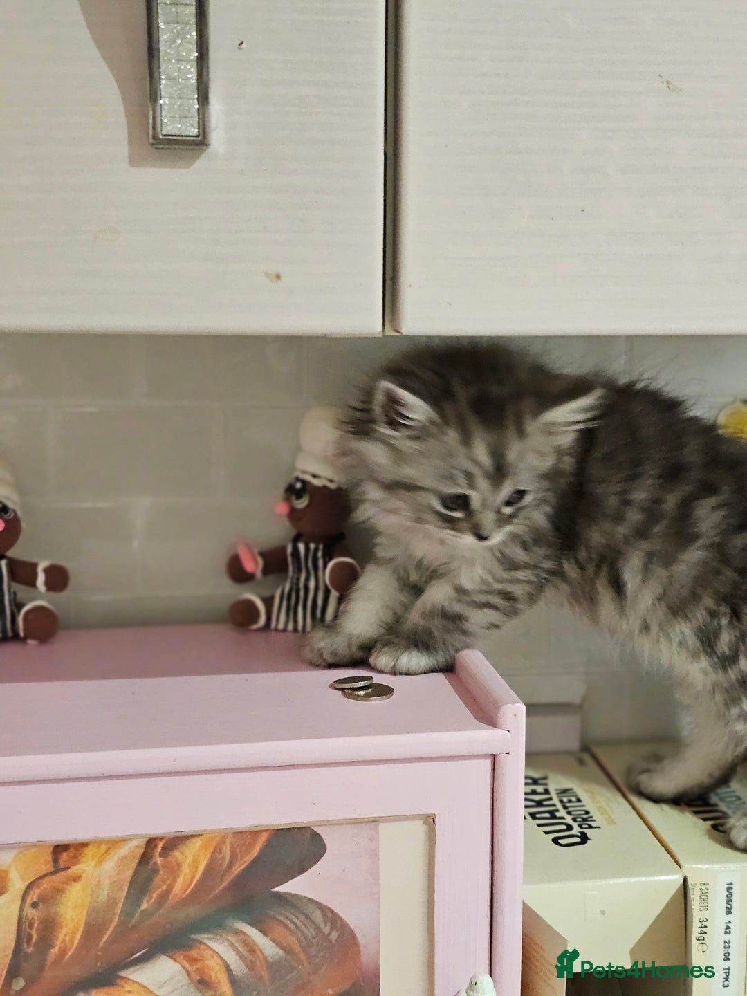 Mixed Breed cats for sale: Persian Chinchilla Cross Kittens - Image 11
