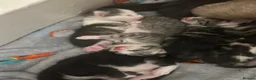 Perdoll cats for sale: Beautiful perdoll kittens available  in Birkenhead - Advert 18