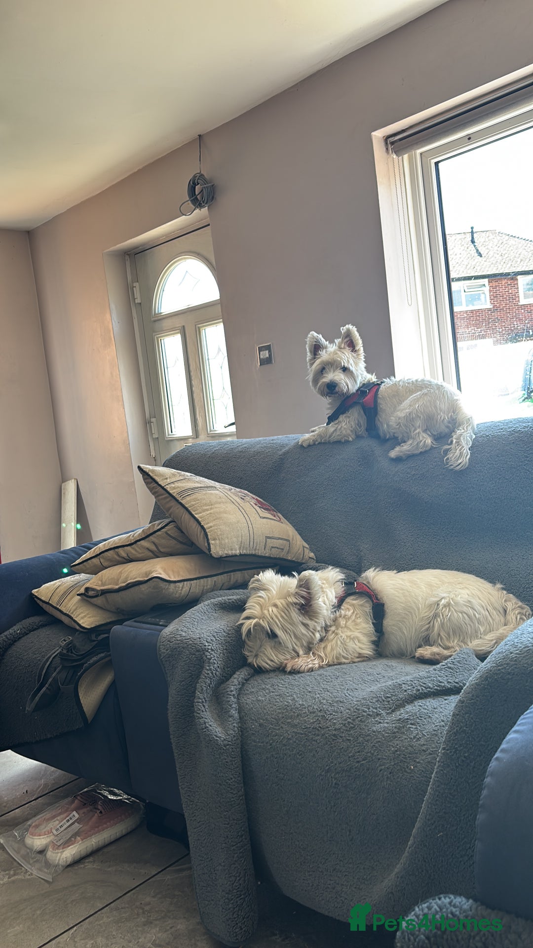 West Highland Terrier dogs for sale: KC reg west highland pups for sale  - Advert 11