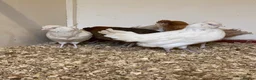 Chickens poultry for sale: Various Point of Lay Female Chickens - Advert 6