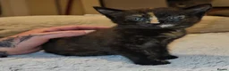 Domestic Shorthair cats for adoption: Rescue tortoiseshell kitten needs home of her own  in Hook - Advert 9