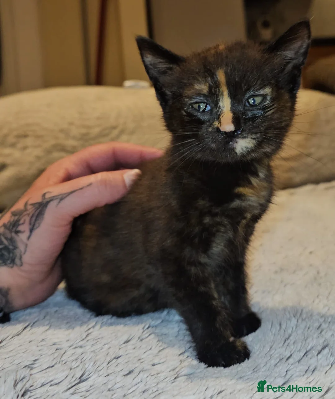 Domestic Shorthair cats for adoption: Rescue tortoiseshell kitten needs home of her own  in Hook - Advert 9