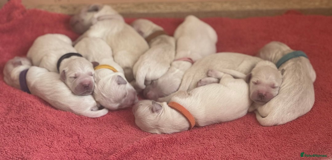 Golden Retriever dogs for sale: KC English Cream Golden Retriver puppy’s  in Sleaford - Image 2