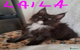 Maine Coon cats for sale: Gorgeous Maine Coon Kittens-Champion Bloodlines - Image 4