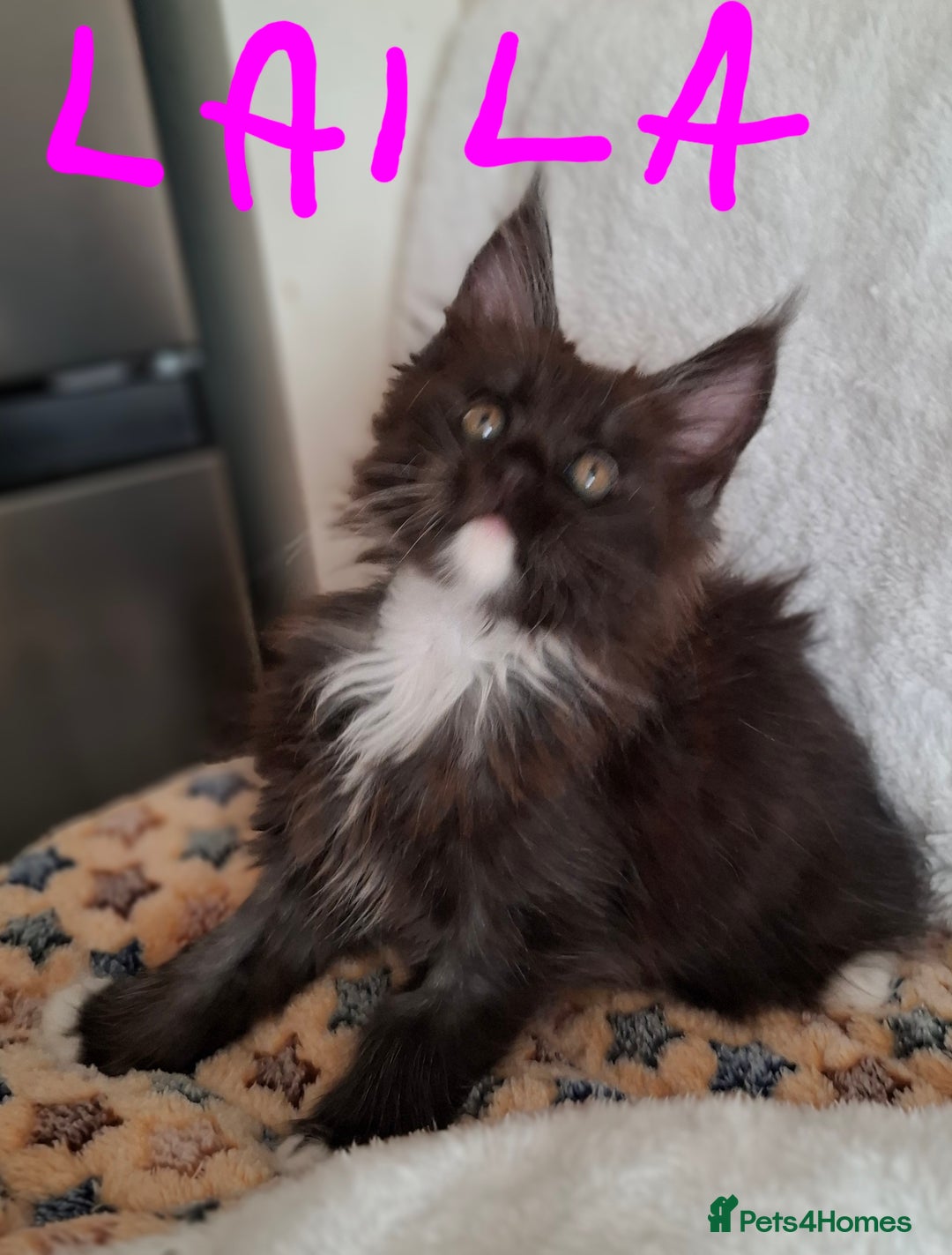 Maine Coon cats for sale: Gorgeous Maine Coon Kittens-Champion Bloodlines - Image 4
