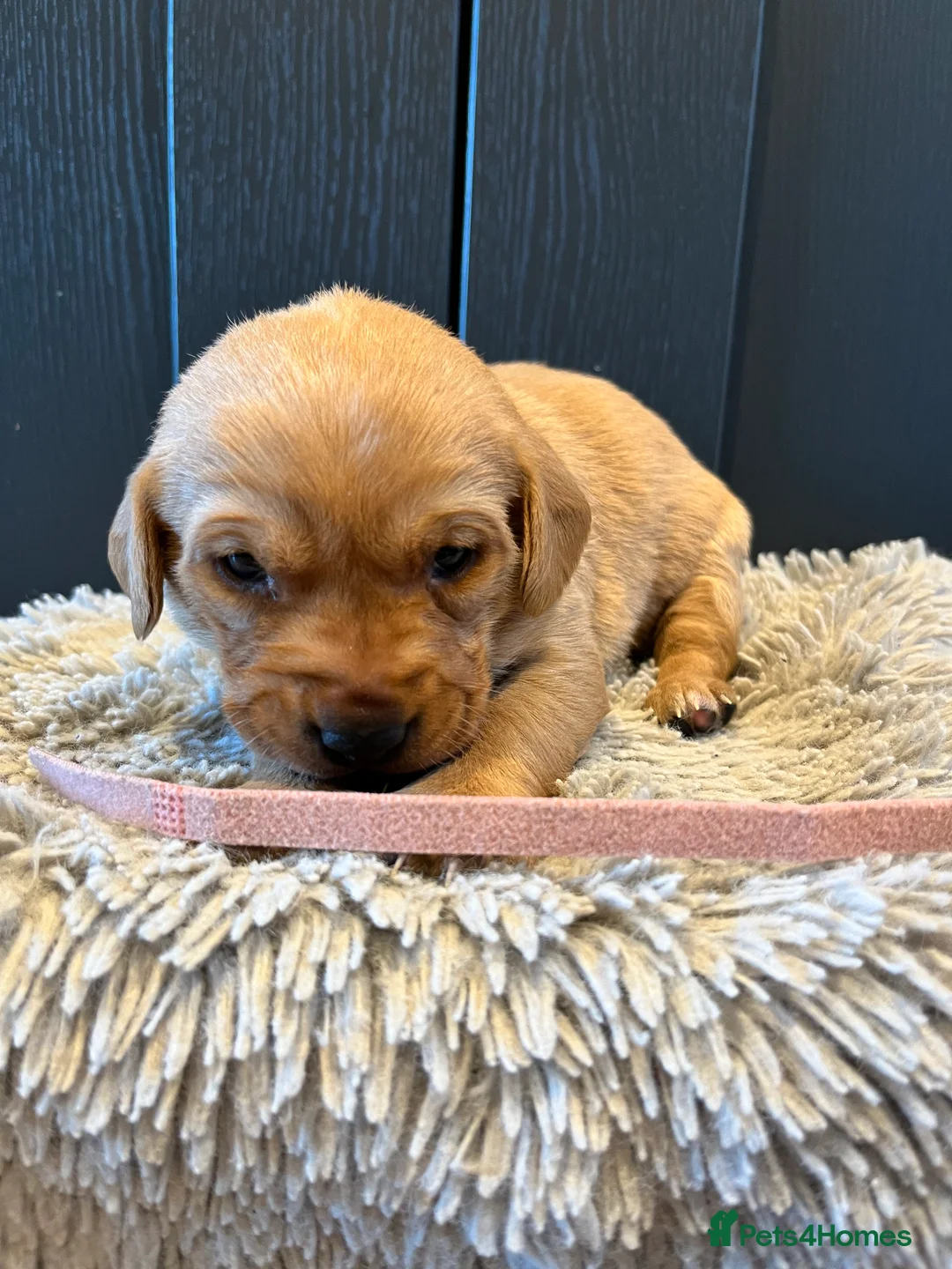 Labrador Retriever dogs for sale:  Fox red Labrador pups for sale, KC registered - Advert 32