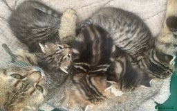 Persian cats for sale: ONLY 1 BOY 1 GIRL LEFT  - Image 6