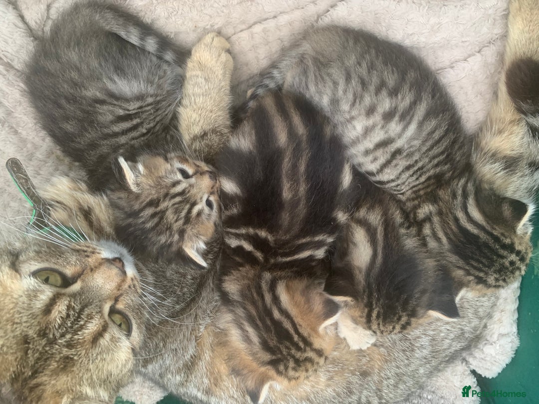 Persian cats for sale: ONLY 1 BOY 1 GIRL LEFT  - Image 6