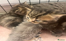 British Shorthair cats for sale: british shorthair kittens available  - Image 4