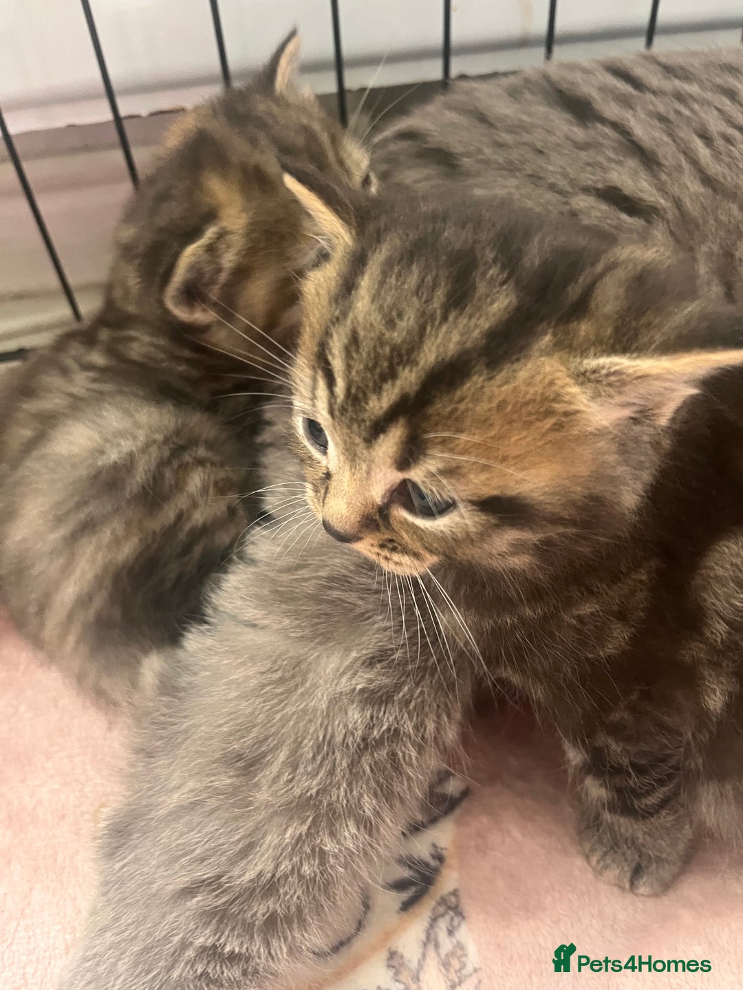 British Shorthair cats for sale: british shorthair kittens available  - Image 4