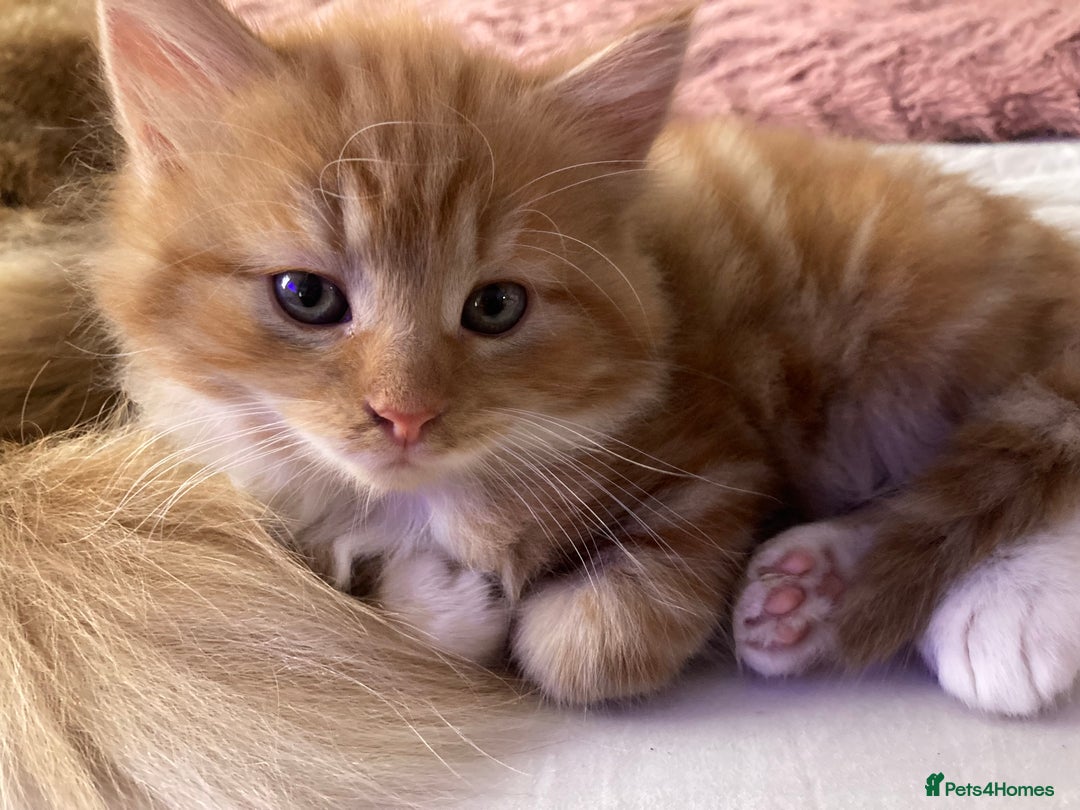 Mixed Breed cats for sale: Lovely kitten for sale  - Image 6