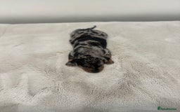 Dachshund dogs for sale: dachshund pups dapple and black & tan - Advert 13