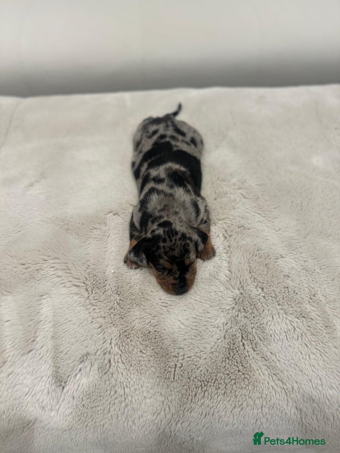 Dachshund dogs for sale: dachshund pups dapple and black & tan - Advert 13