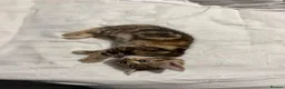 Mixed Breed cats for sale: BEAUTIFUL HOME REARED TABBY KITTENS ready 19/08/26 - Advert 16