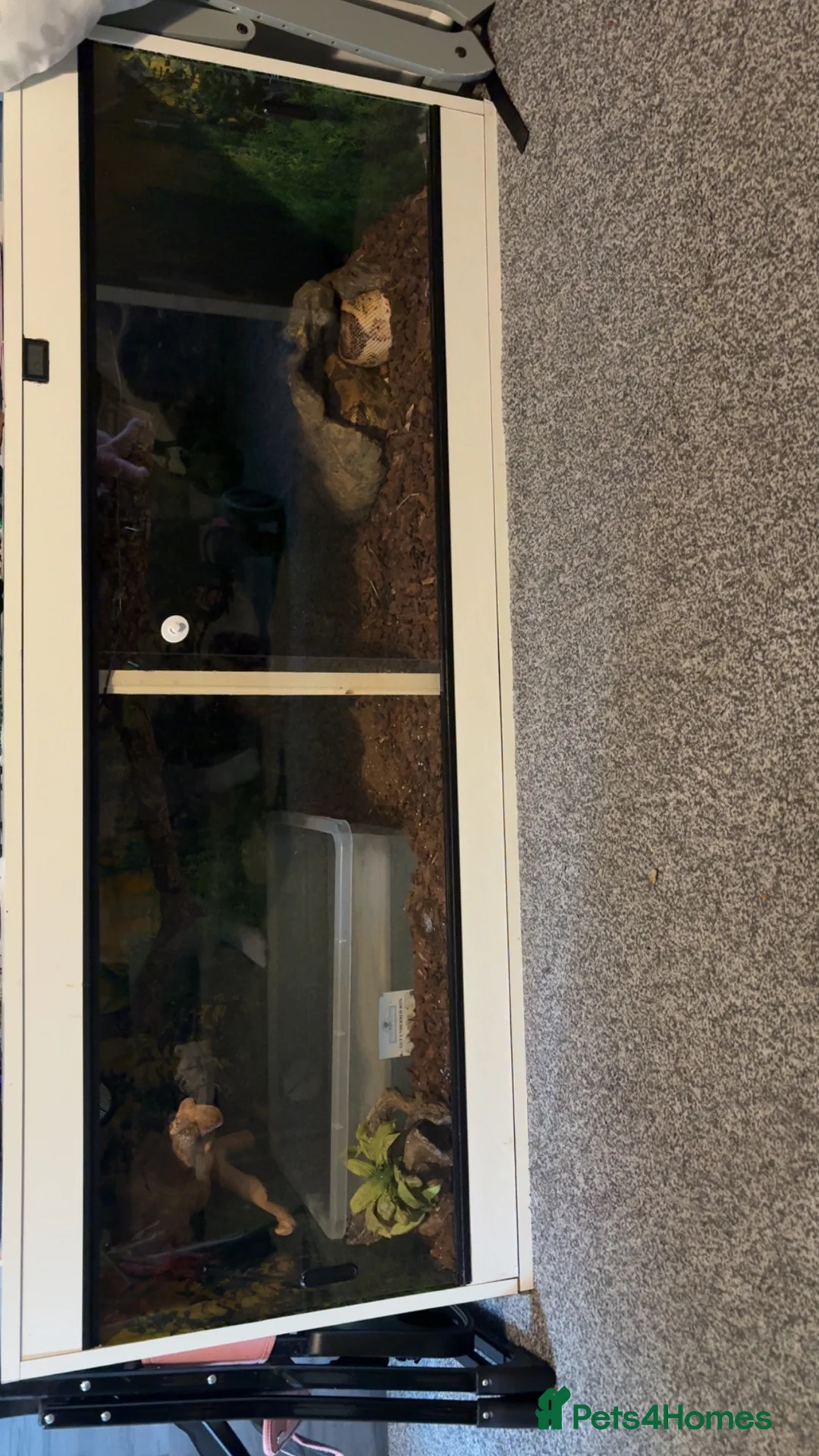 Boa Snake reptiles for sale: Boa Constrictor Snake in Southam - Advert 1