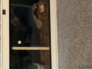 Boa Snake reptiles Boa Constrictor Snake in Southam - Advert 1