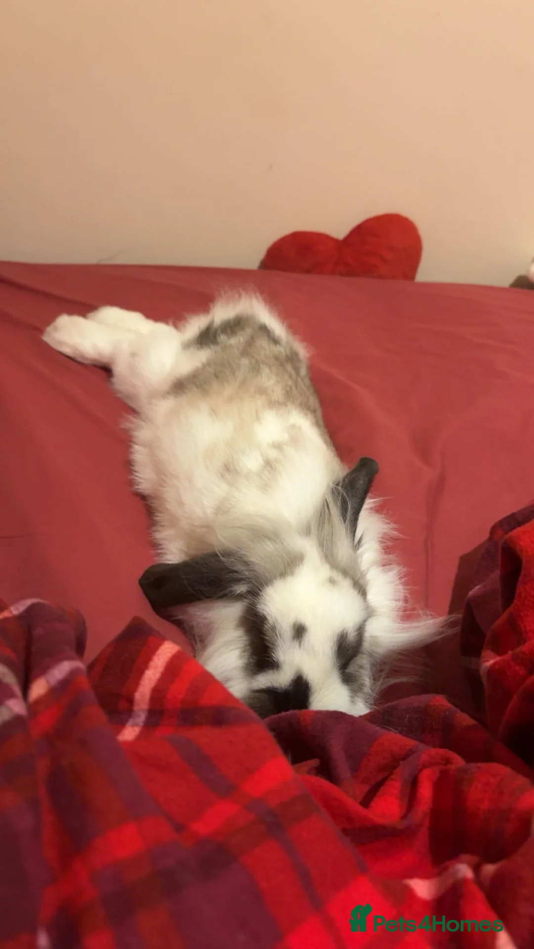Mixed Breed rabbits for sale: (Lop + Lionhead) mix breed male rabbit  in Bath - Advert 2