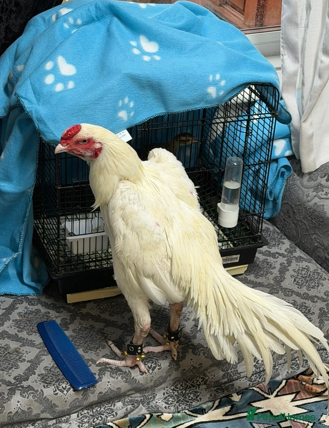 Chickens poultry for sale: Top Quality Pure White Pakistani Aseels - Advert 2