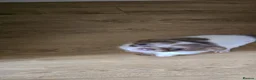 Chiweenie dogs for sale: Male beautiful male Chiweenie pups - Advert 2
