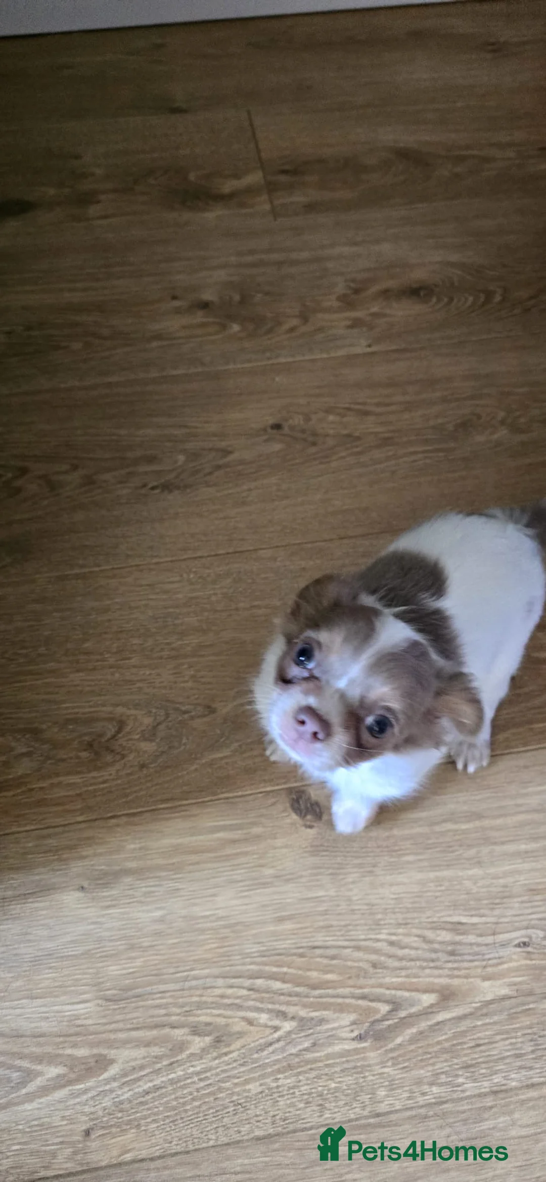 Chiweenie dogs for sale: Male beautiful male Chiweenie pups - Advert 2