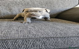 Staffordshire Bull Terrier dogs for sale: Blue&white and white&blue staffie pups - Image 13