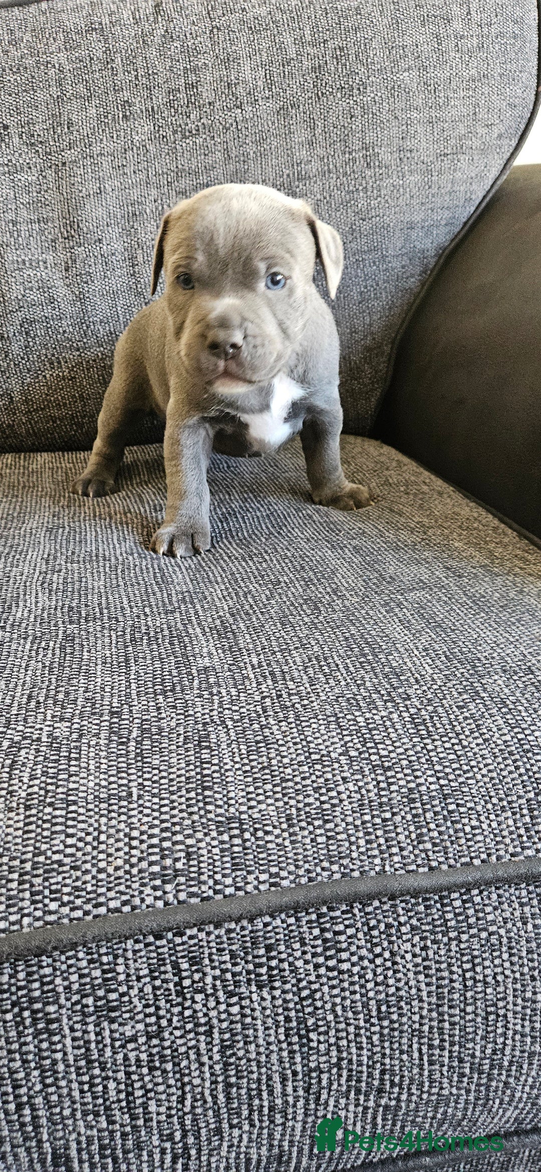 Staffordshire Bull Terrier dogs for sale: Blue&white and white&blue staffie pups - Image 13