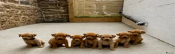 Labrador Retriever dogs for sale: Fox red Labrador  - Advert 1