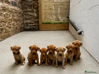 Labrador Retriever dogs Fox red Labrador - Advert 1