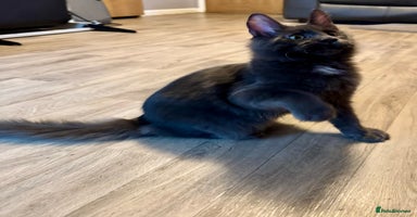 Maine Coon cats - Advert 7