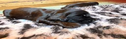 Cocker Spaniel dogs for sale: Outstanding KC Show cocker spaniel puppies - Advert 13