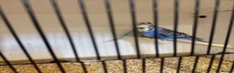 Budgerigars birds for sale: Young budgies & breeding pairs  - Advert 4