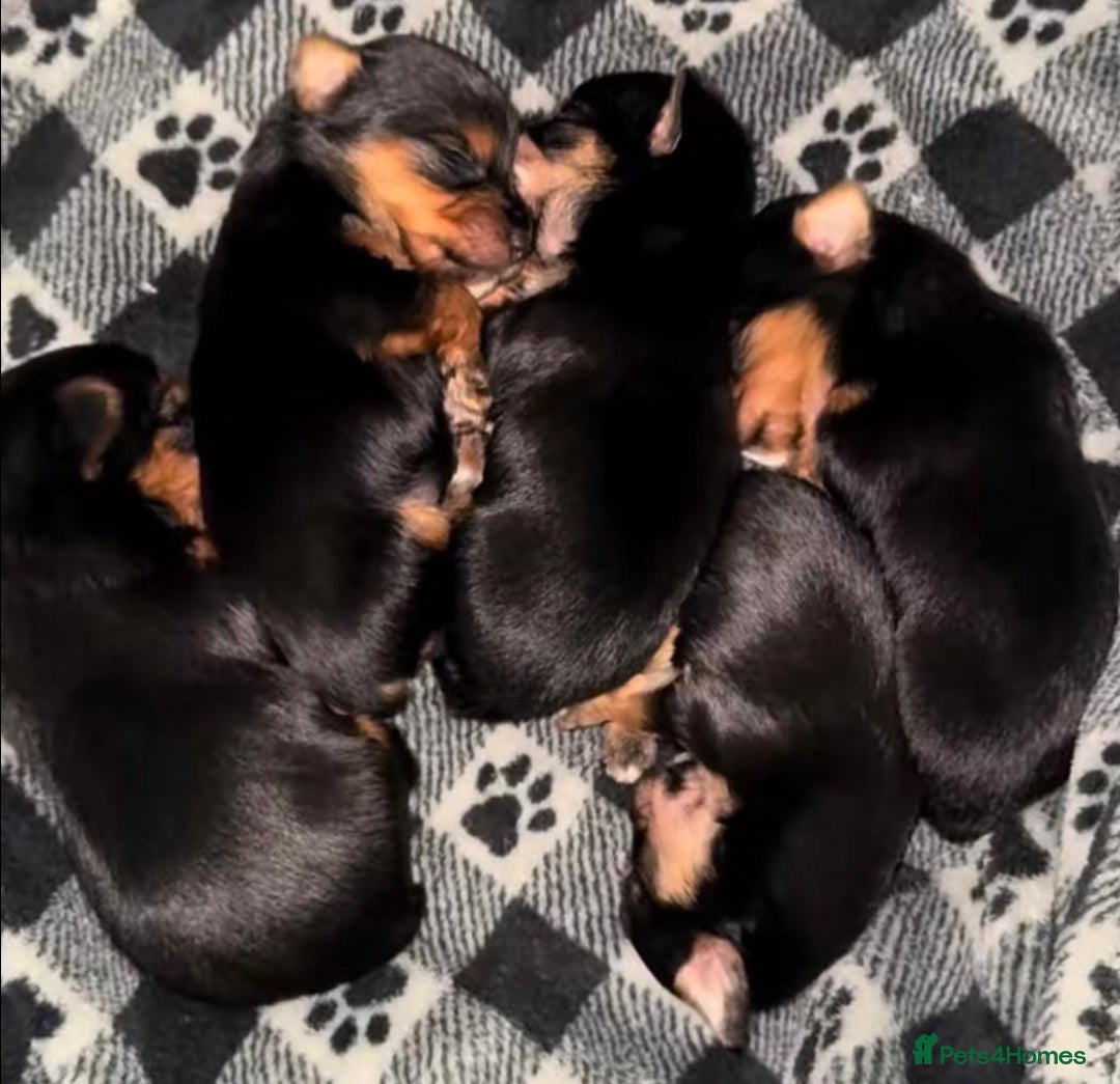 Yorkshire Terrier dogs for sale: Yorkshire Terrier Puppies  - Advert 19