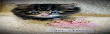 Persian 2