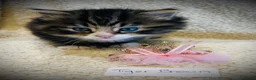 Persian cats for sale: 5 beautiful fluffy Persian crosses.  - Advert 17