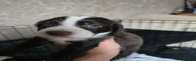 Sprocker 1