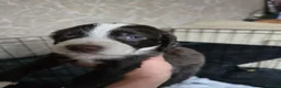 Sprocker dogs for sale: sprocker puppies - Advert 2