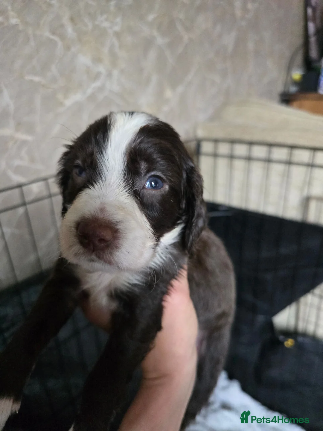 Sprocker dogs for sale: sprocker puppies - Advert 2