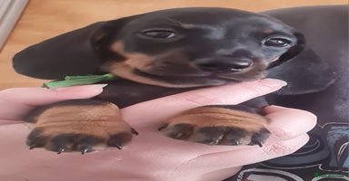 Miniature Dachshund dogs - Advert 11